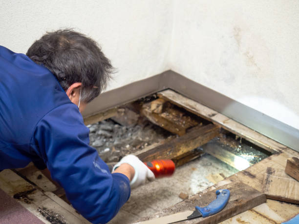 Best Professional Mold Removal  in Rayre, MO