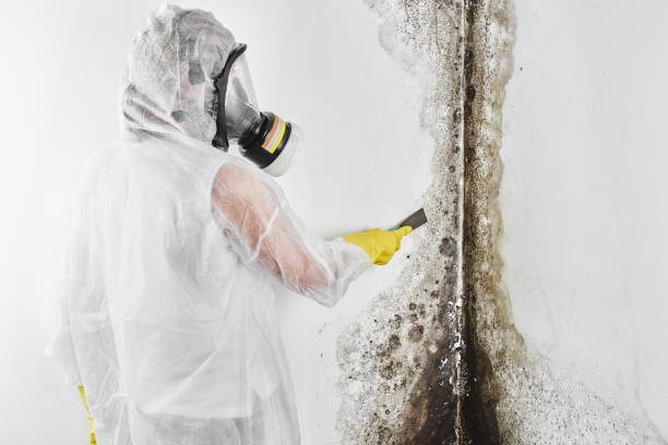 Best Local Mold Removal Service  in Rayre, MO