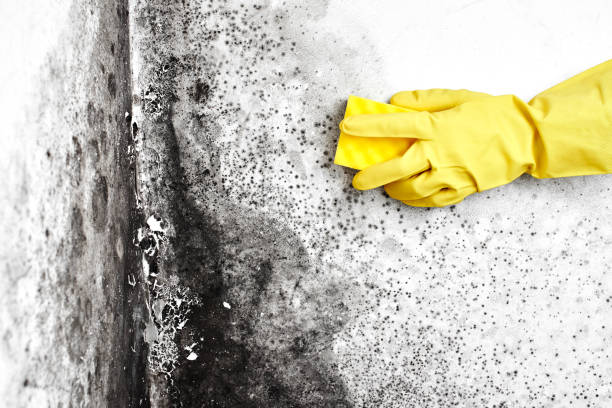 Best Mold Remediation  in Rayre, MO