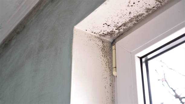 Best Mold Damage Repair  in Rayre, MO