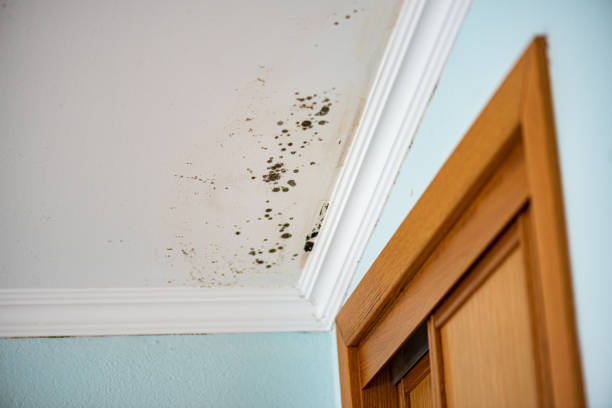 Best Home Mold Removal  in Rayre, MO