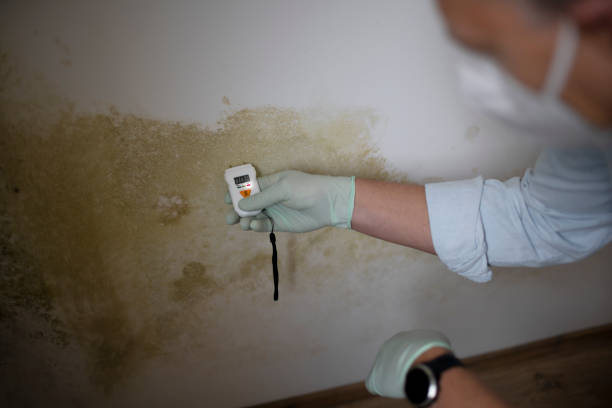 Best Commercial Mold Removal  in Rayre, MO