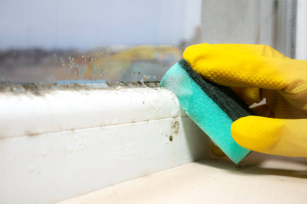 Best Fast Mold Removal  in Rayre, MO